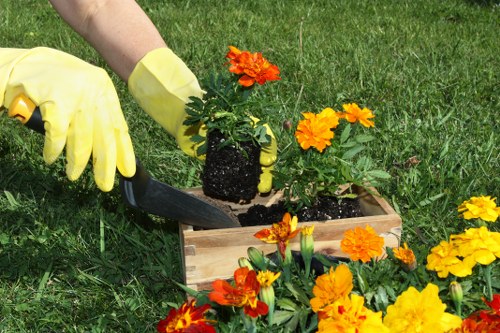 A gardener wearing yellow gloves is planting a vibrant orange and yellow marigold in a small wooden container on a lush, green lawn. The container is rectangular and positioned on the grass, with the gardener's hand holding a trowel to carefully position the flower in the soil. Surrounding the container are additional marigolds in various stages of growth, with some blooms fully open and others budding. The background features a well-maintained garden area with evenly mown grass, and the scene is illuminated by natural daylight, indicating a clear or partly cloudy day. This outdoor setting exemplifies typical gardening activities focused on flower bed enhancement, reflecting professional gardening services in the Elephant and Castle area, where attention to plant health and garden aesthetics is essential.